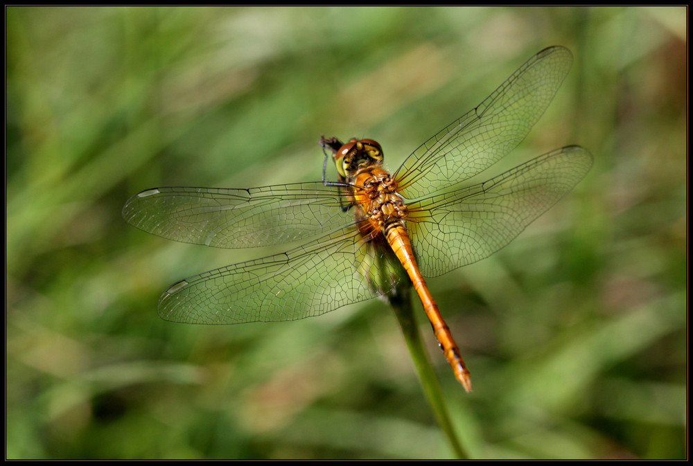 petite sympetrum