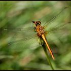 petite sympetrum