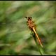 petite sympetrum