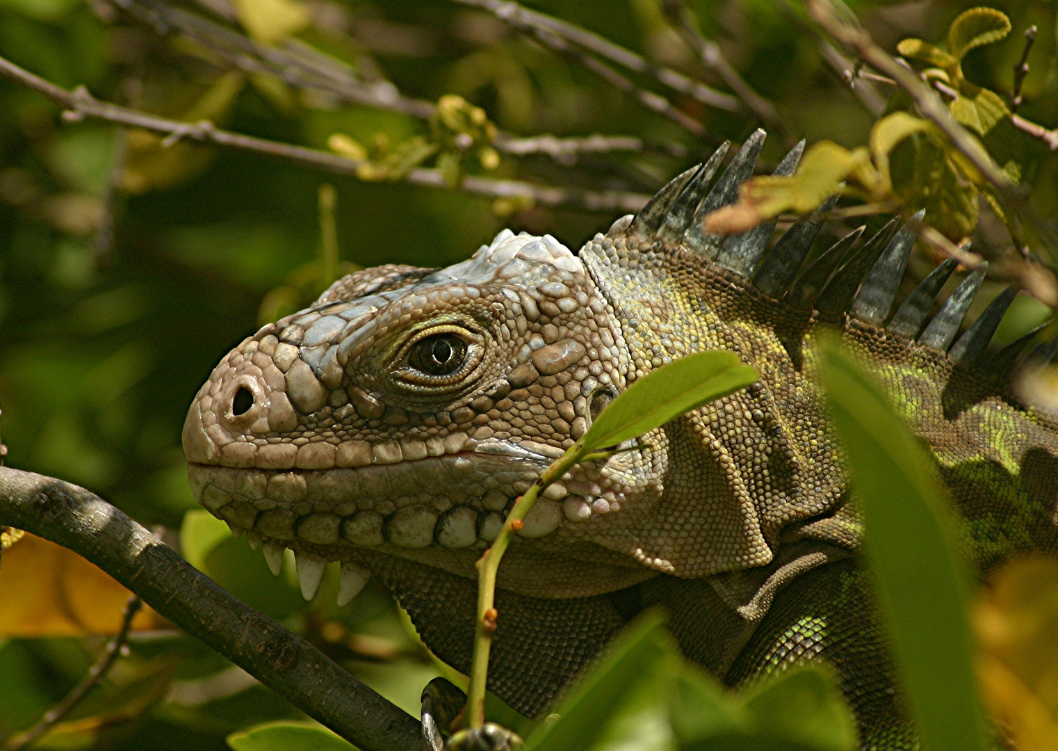 PETITE TERRE , JURASSIC PARK