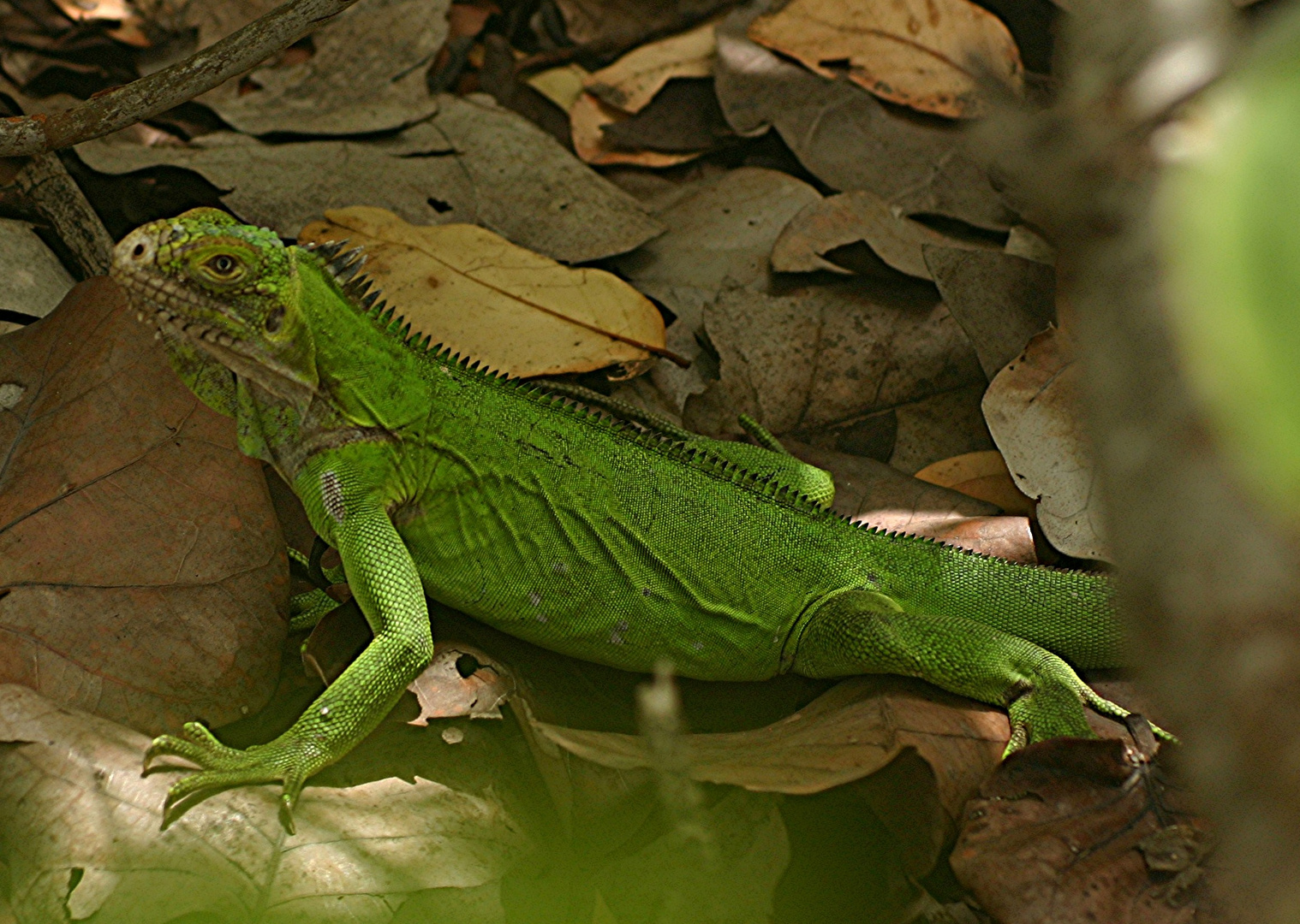 PETITE TERRE , VERT ANIS