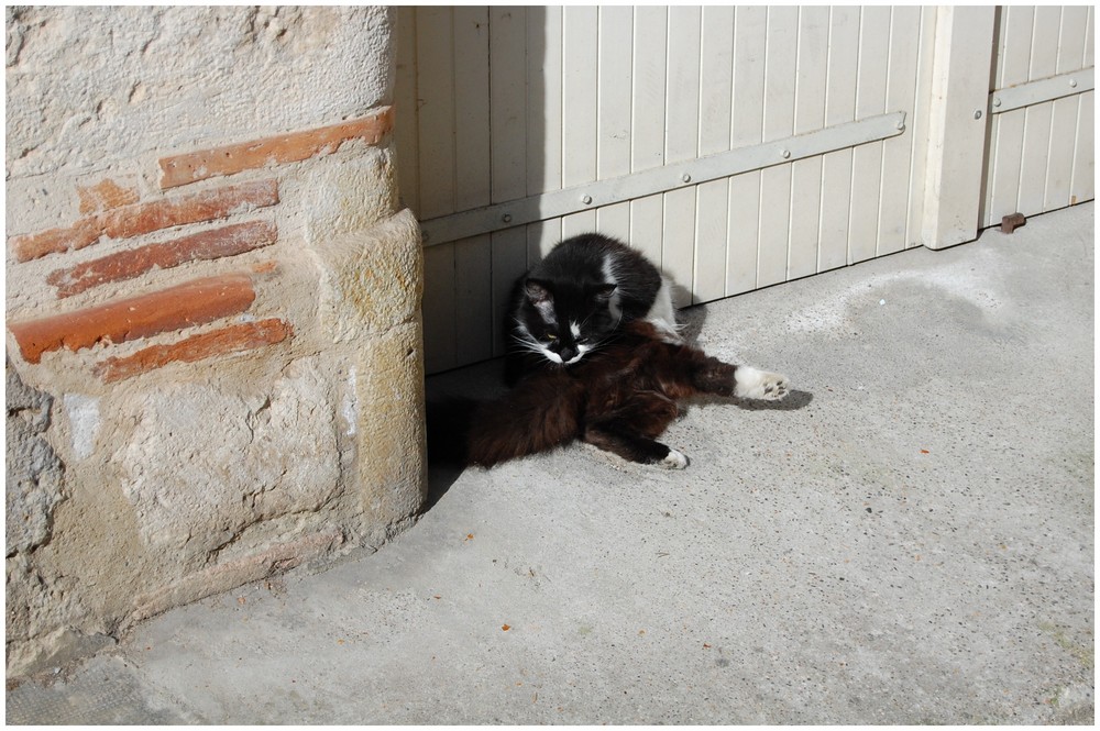 petite toilette