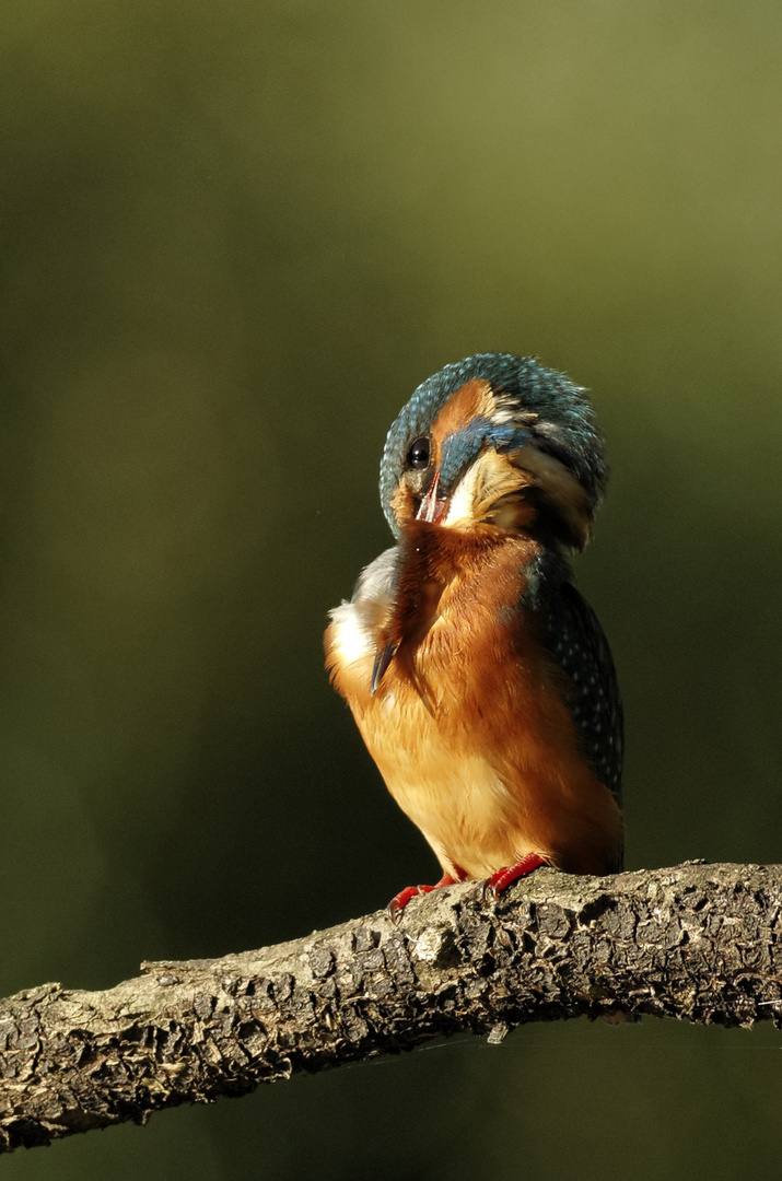 Petite toilette