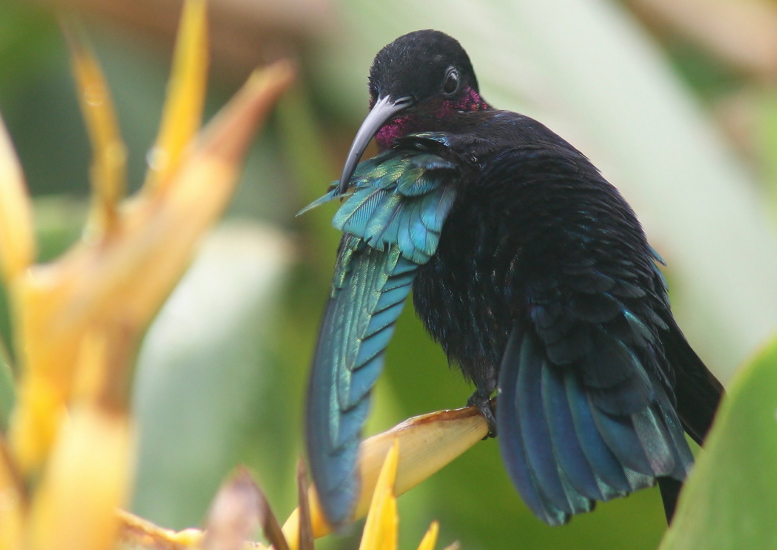 "petite toilette de colibri"