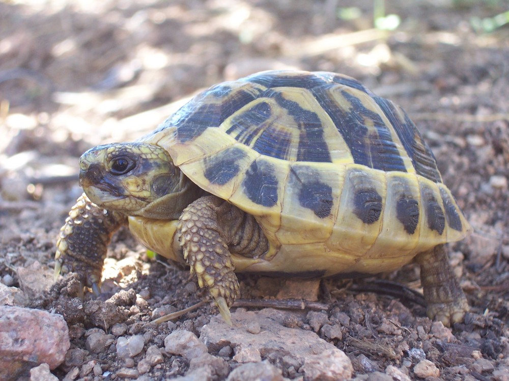 Petite Tortue d'Hermann