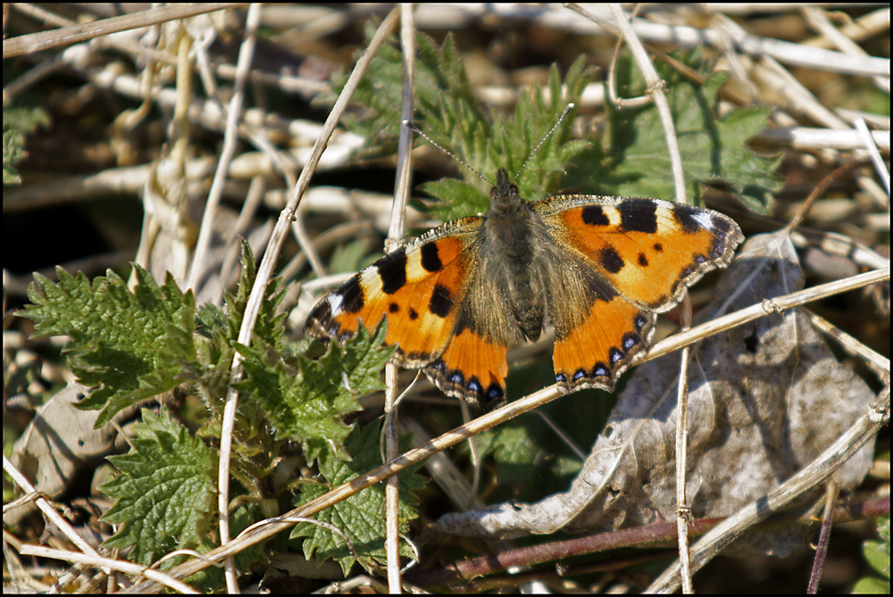 Petite tortue Mars 2009 (Savoie).