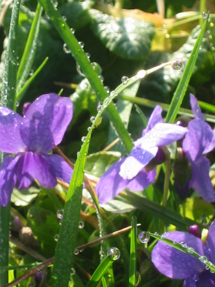 petite violette des champs