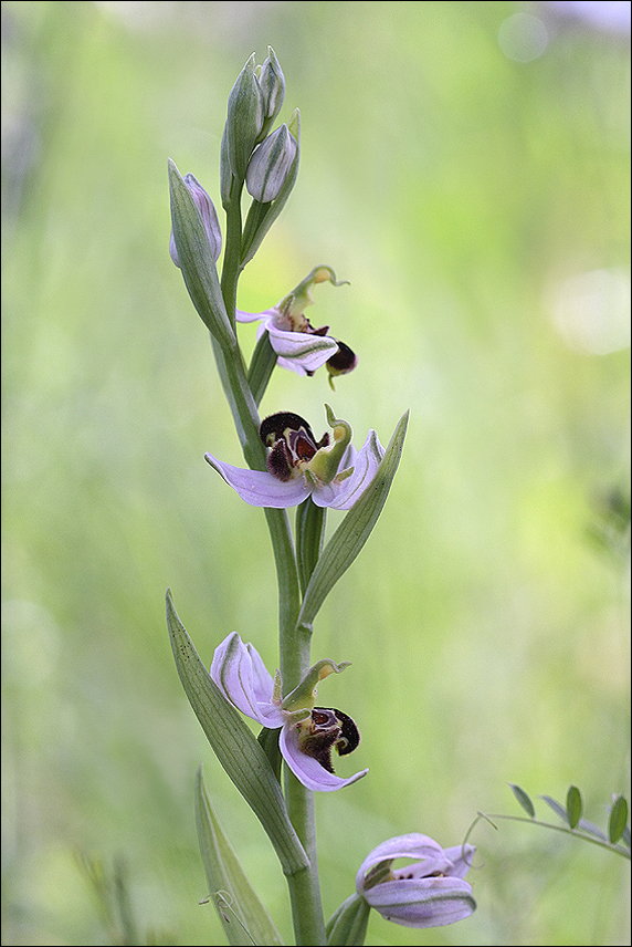 Petites abeilles 