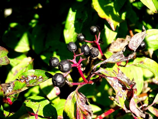 PETITES BAIES NOIRES