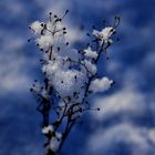 Petites boules de neige