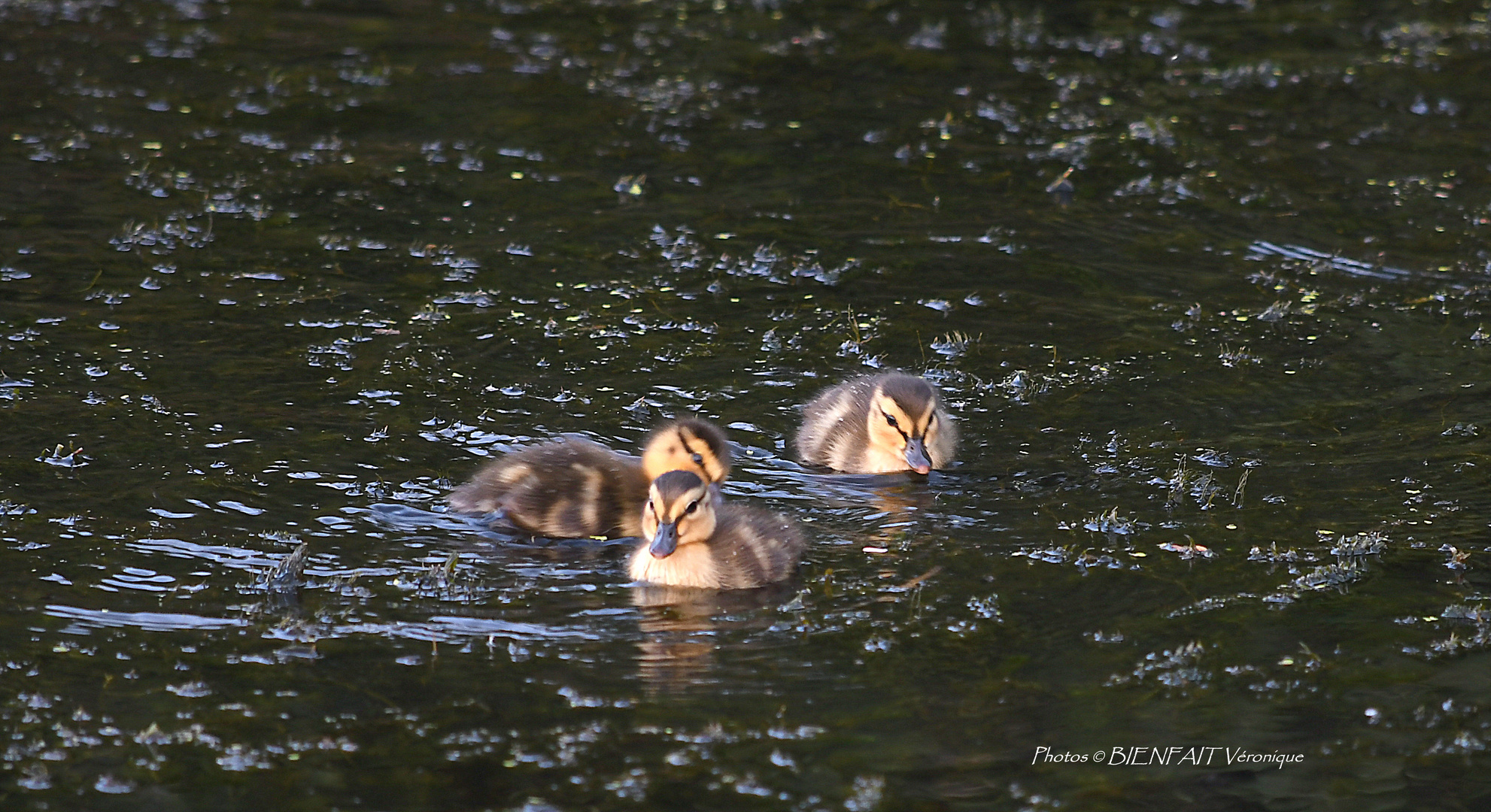 Petites boules de plumes 