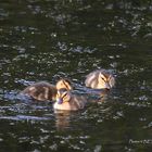 Petites boules de plumes 