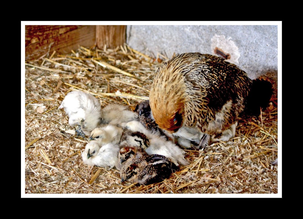 petites boules de plumes