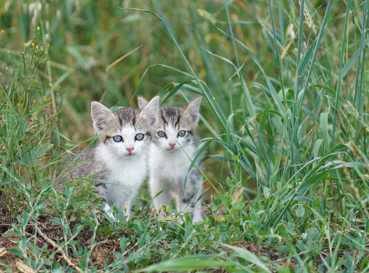 Petites boules de poils .... en pleine nature !!!