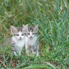 Petites boules de poils .... en pleine nature !!!