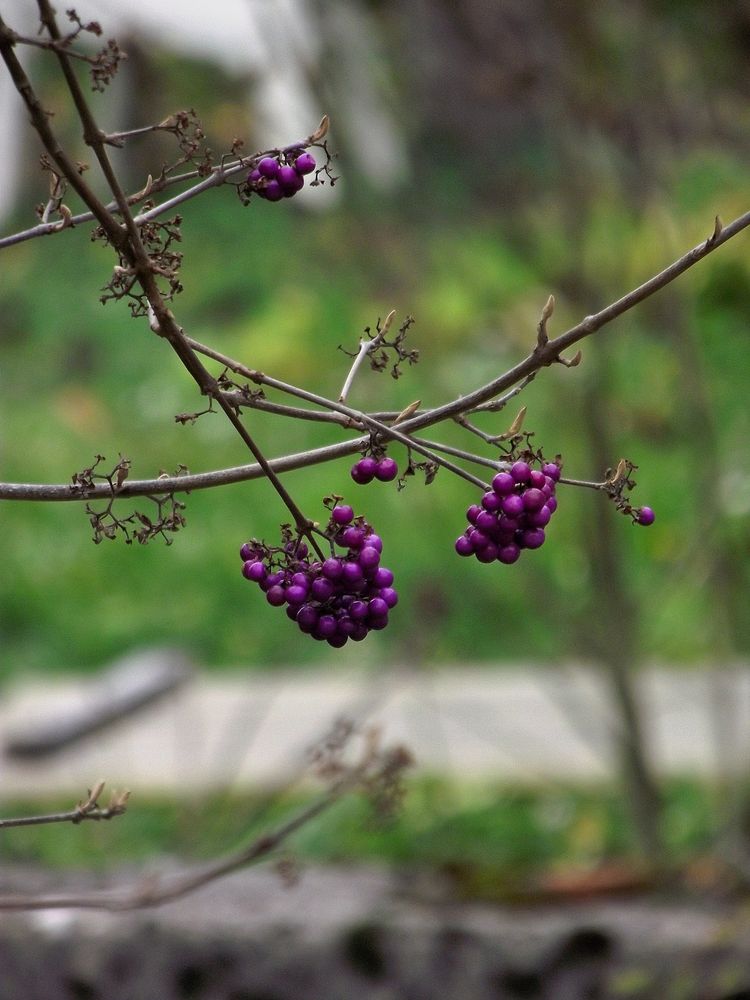 PETITES BOULES VIOLETTE