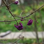 PETITES BOULES VIOLETTE