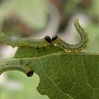 petites chenilles se régalent...