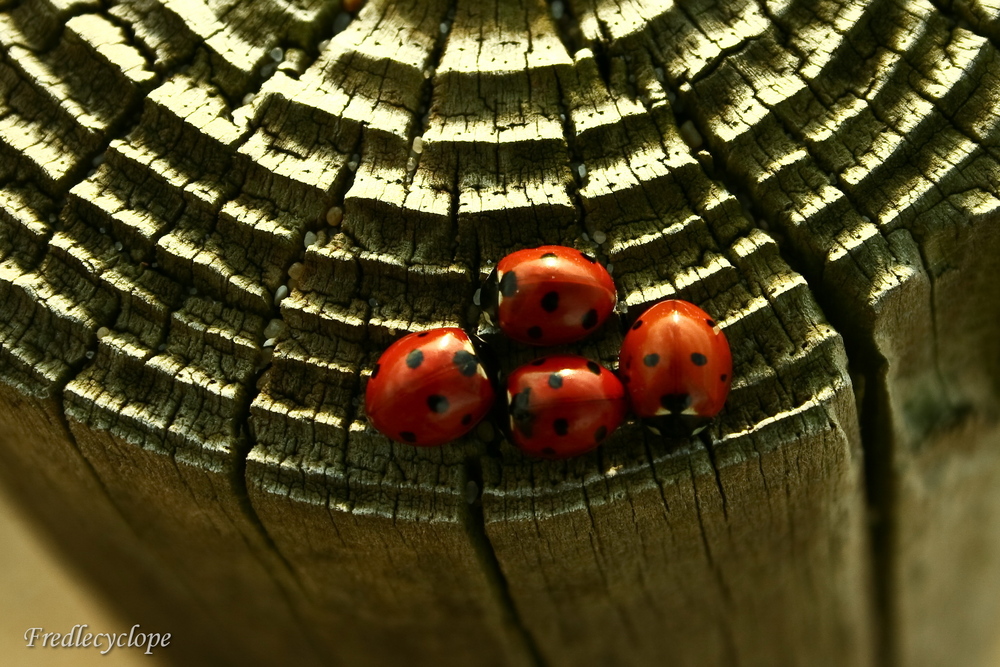 Petites coccinelle.