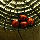 Petites coccinelle.