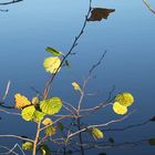 Petites feuilles !