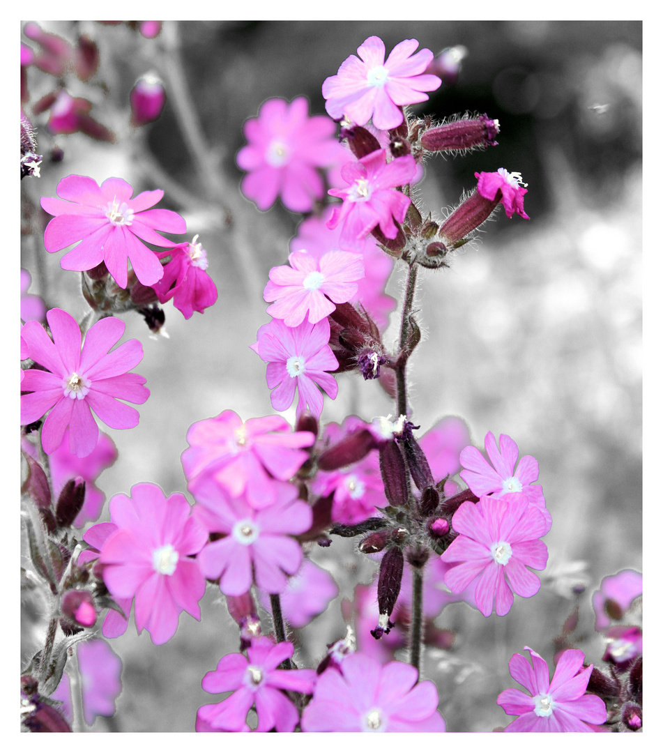 petites fleur