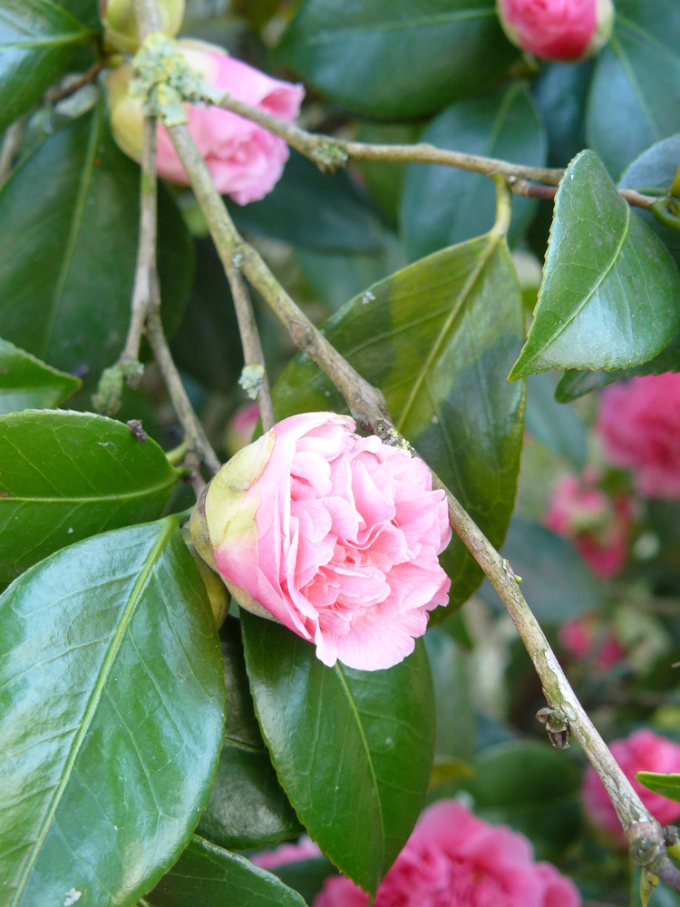 Petites fleures de printemps