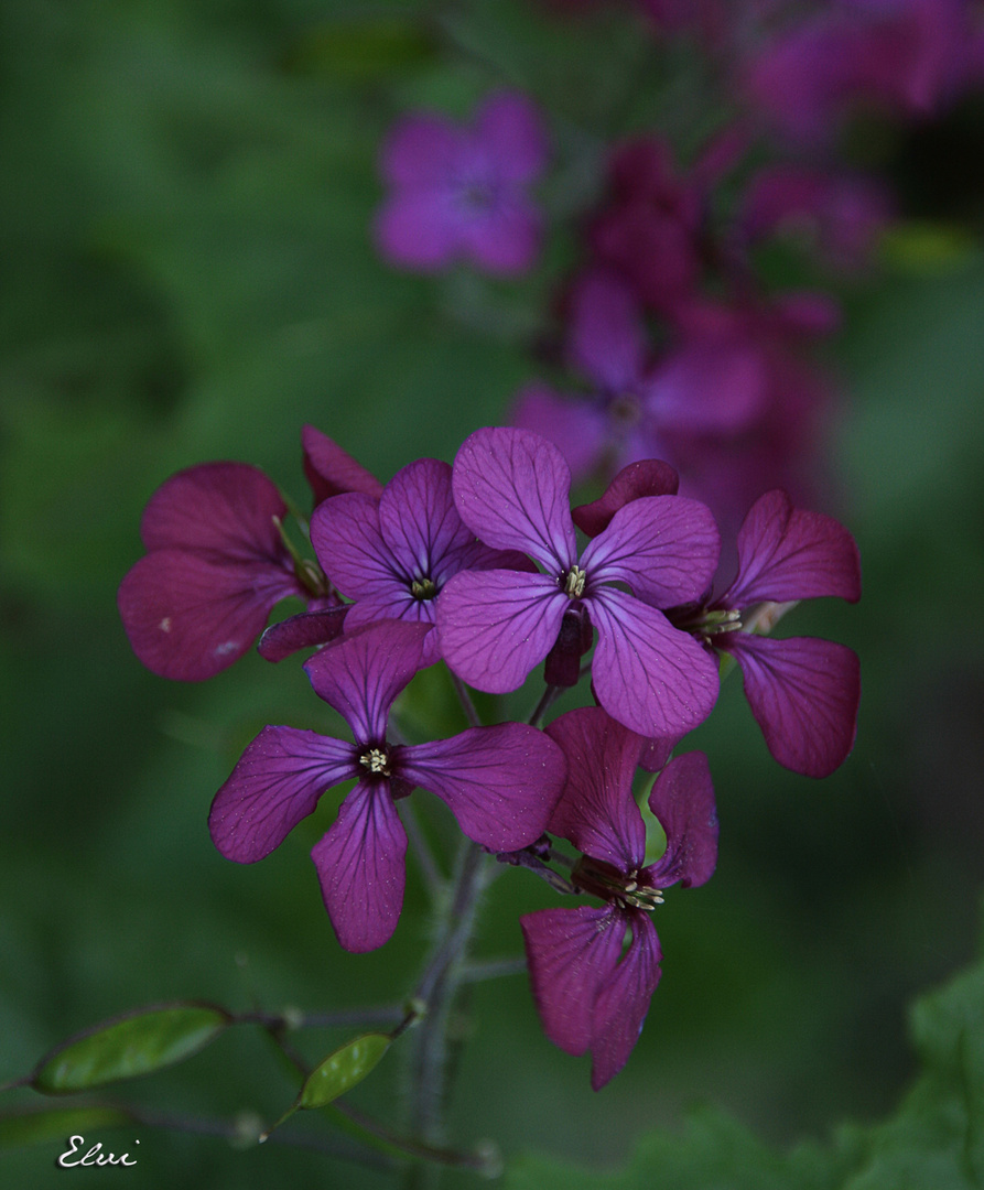 Petites fleurettes