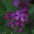 Petites fleurettes