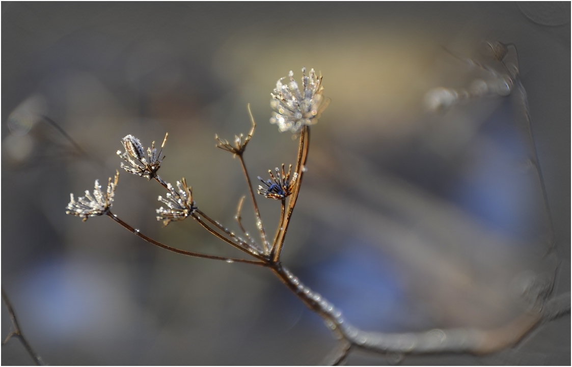 * petites fleurs *