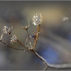 * petites fleurs *