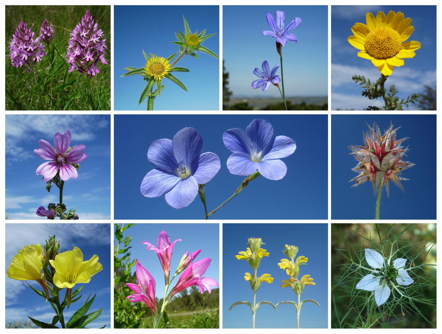 Petites Fleurs