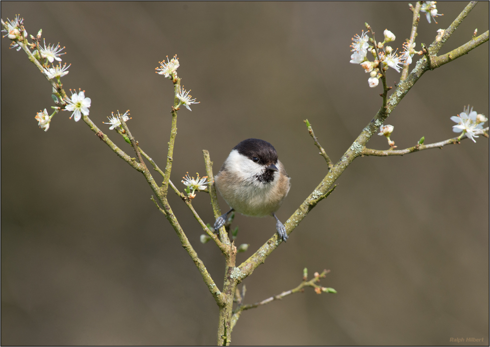 Petites Fleurs (2)