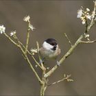 Petites Fleurs (2)