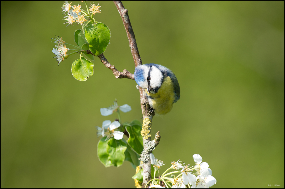 Petites Fleurs (3)