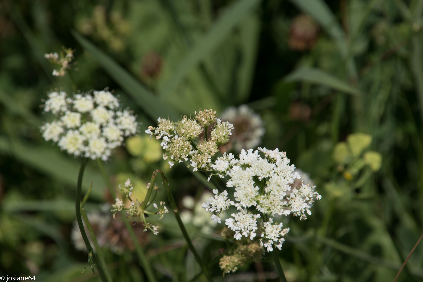 PETITES FLEURS