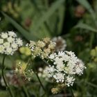 PETITES FLEURS