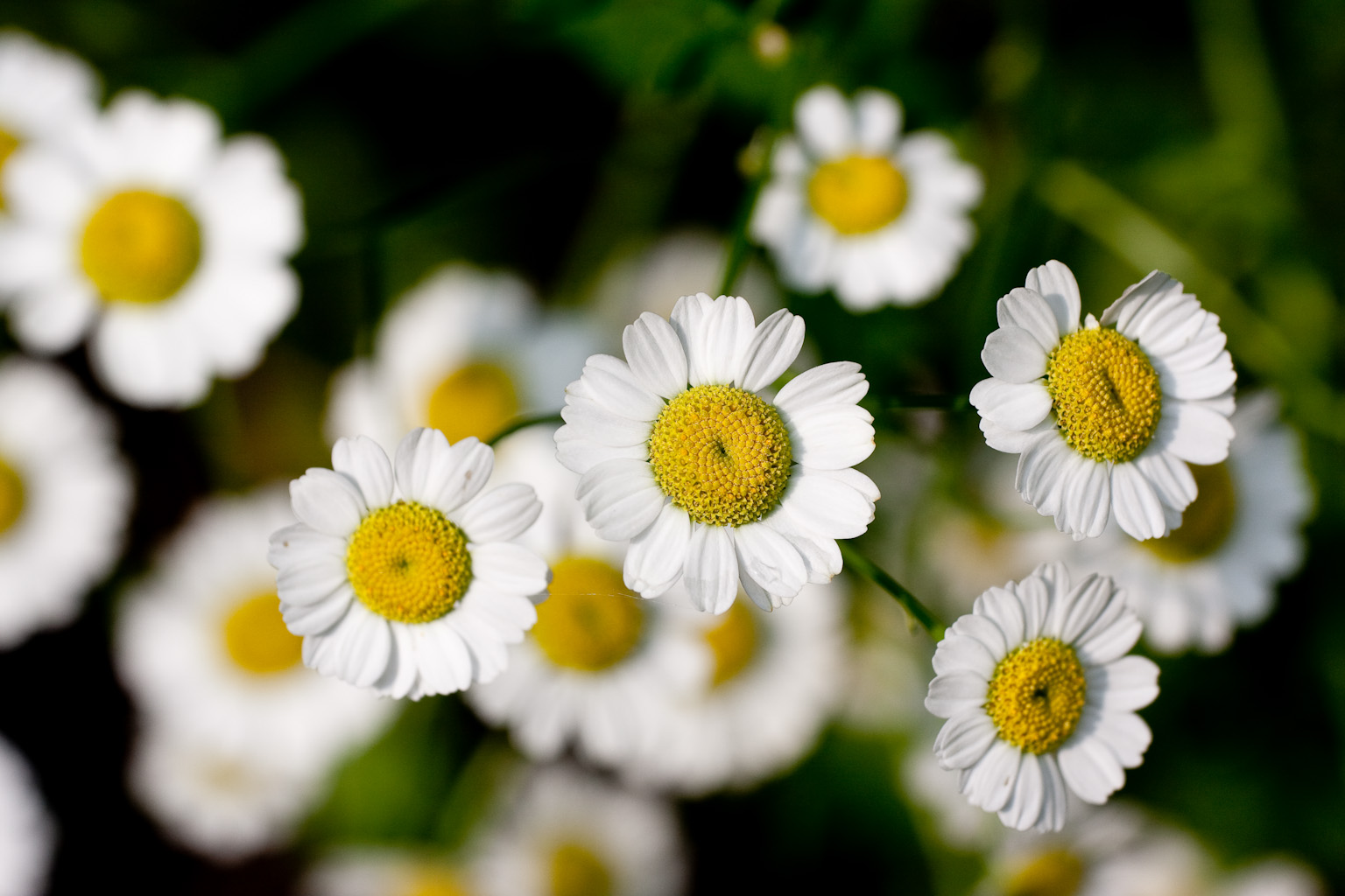 petites fleurs