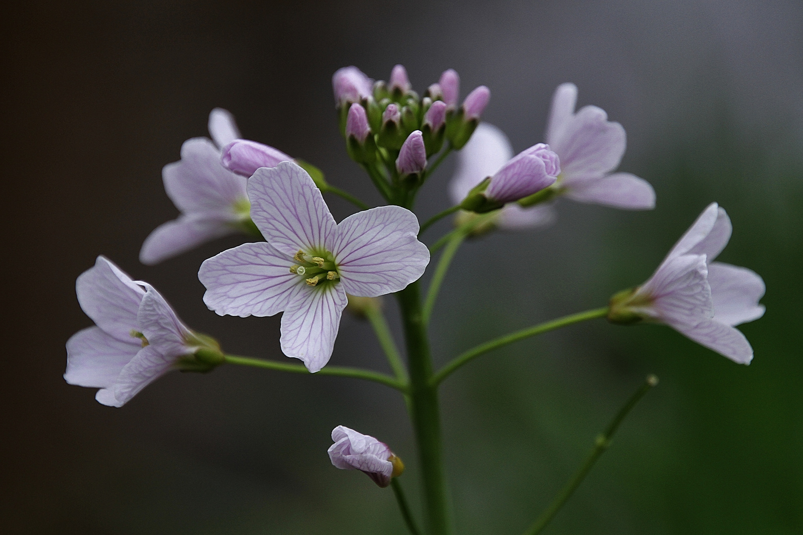 petites fleurs !