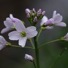 petites fleurs !