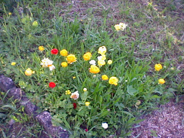 Petites Fleurs