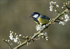 Petites Fleurs