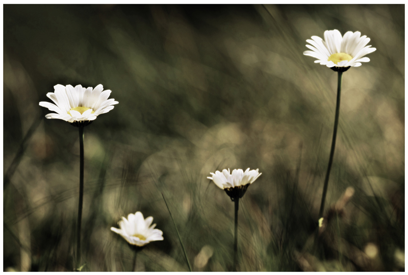 petites fleurs