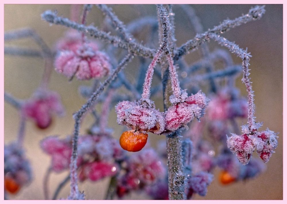 * petites fleurs *