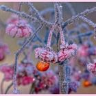 * petites fleurs *