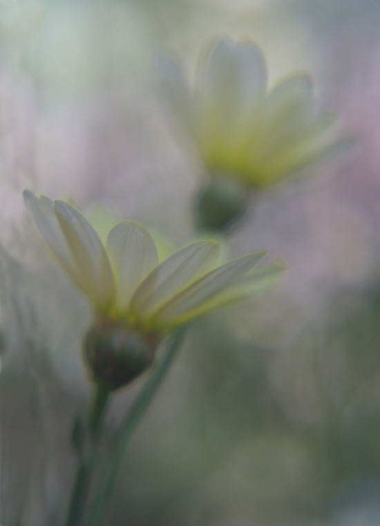 petites fleurs