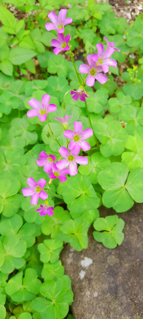 Petites fleurs