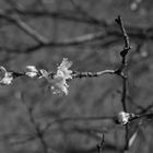 Petites fleurs