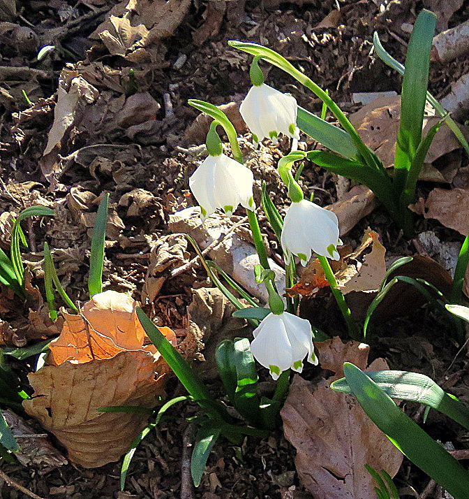 petites fleurs