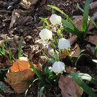 petites fleurs